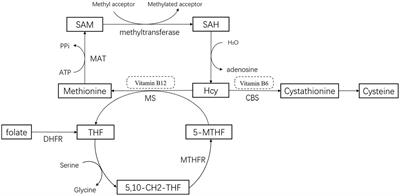 Association between the risk and severity of Parkinson’s disease and plasma homocysteine, vitamin B12 and folate levels: a systematic review and meta-analysis